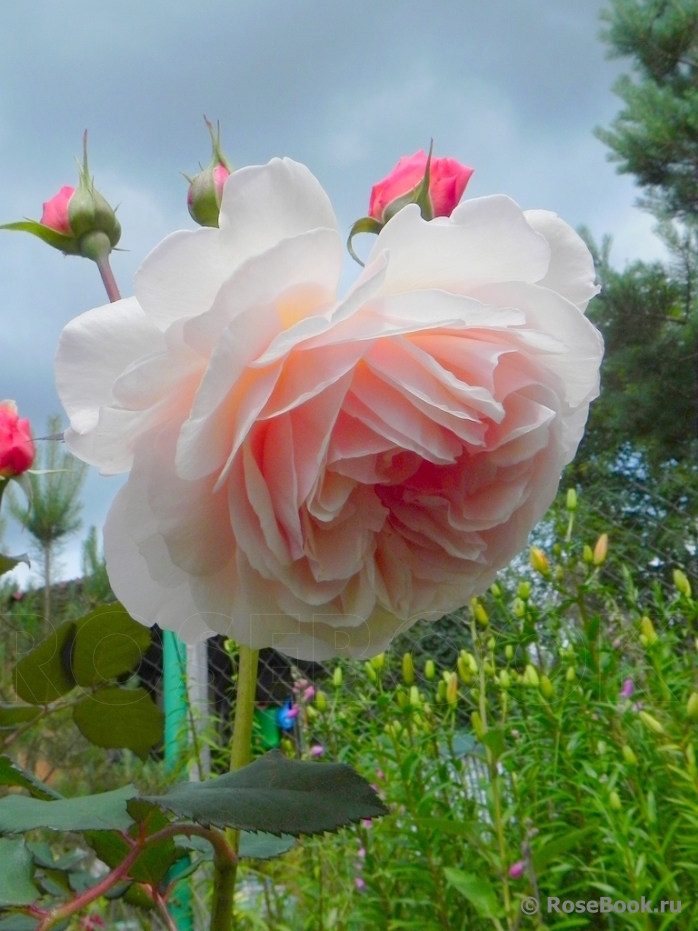 A Shropshire Lad