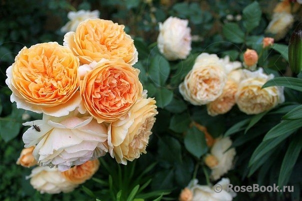 Crown Princess Margareta®