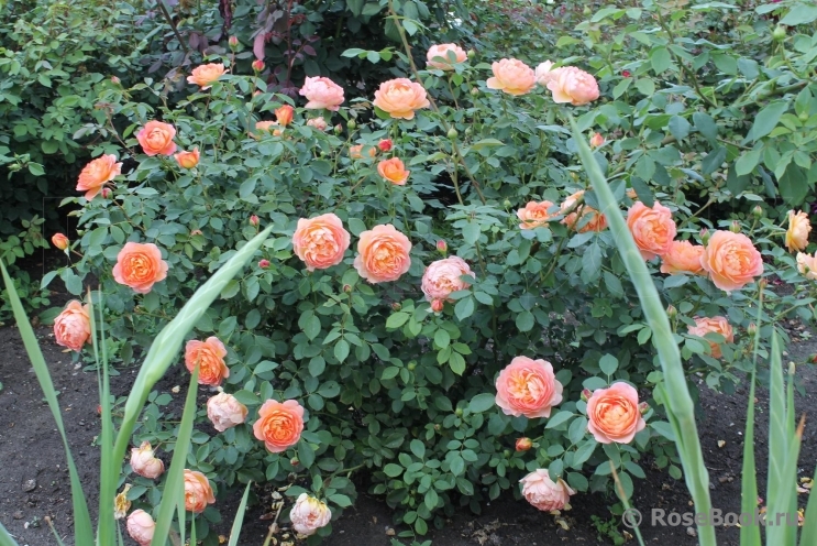 Lady of Shalott 