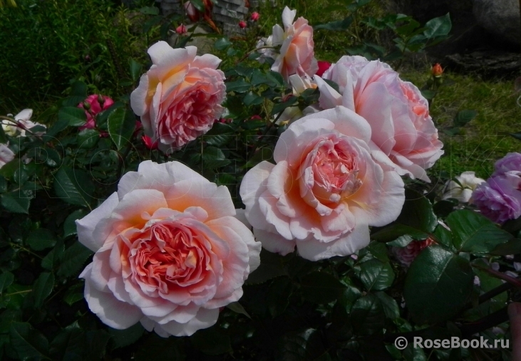 Abraham Darby