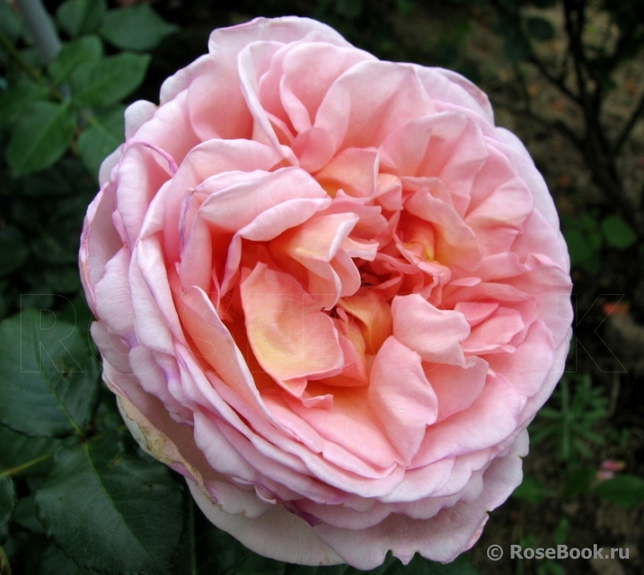 Abraham Darby