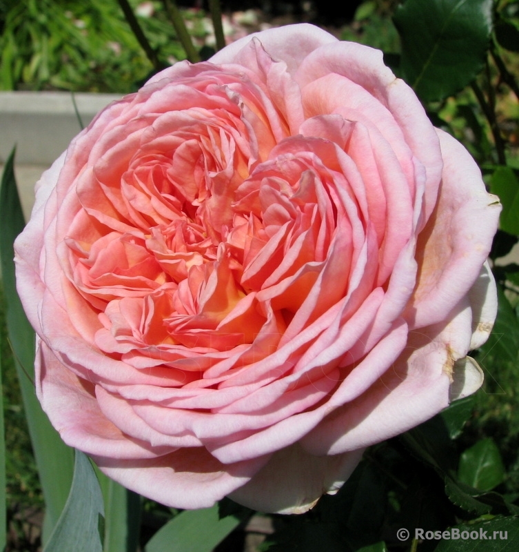 Abraham Darby