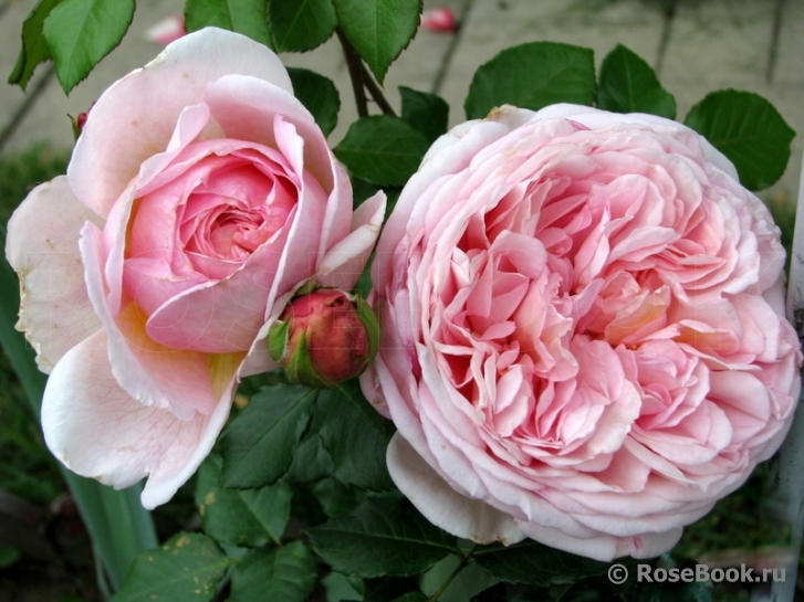 Abraham Darby