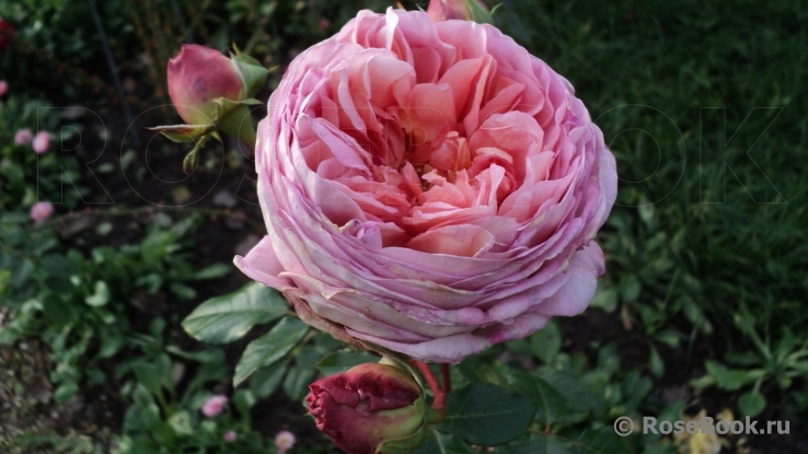 Abraham Darby