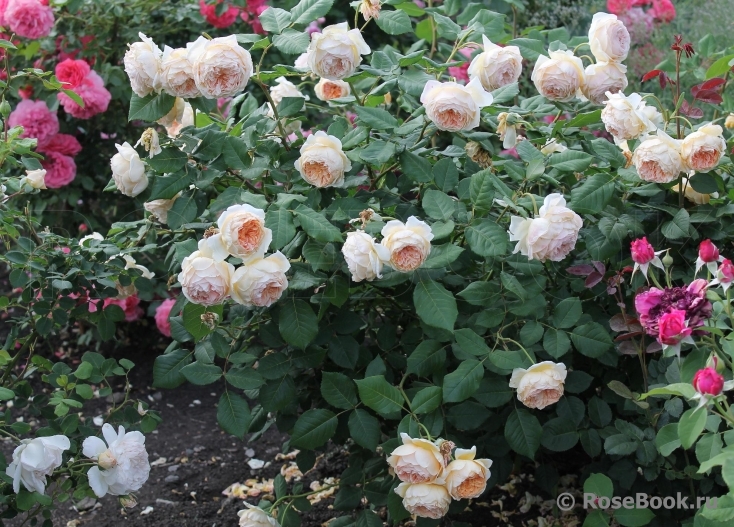 Crown Princess Margareta®