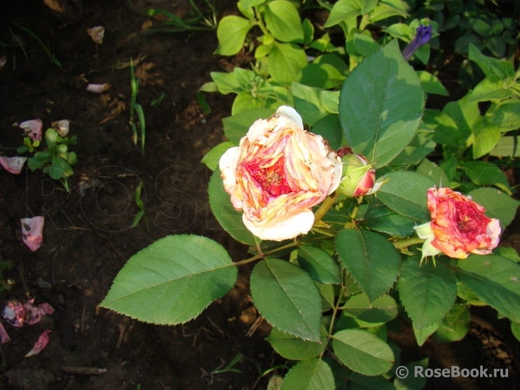 A Shropshire Lad