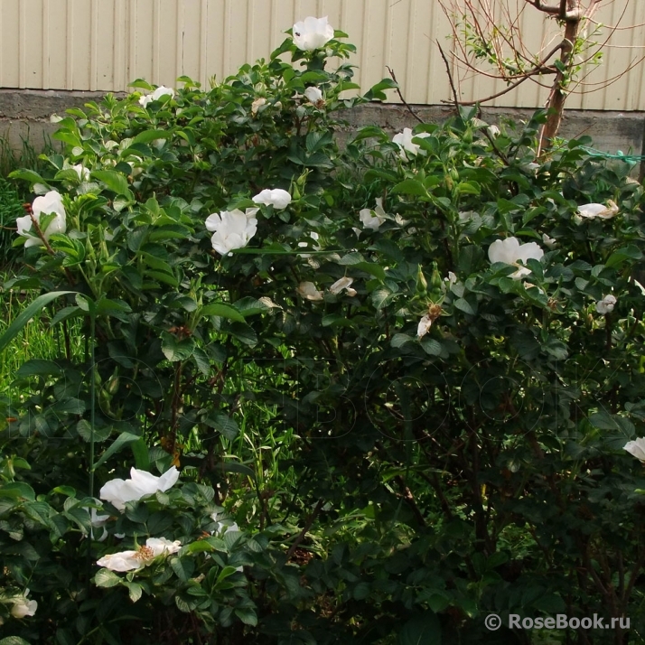 Rosa rugosa f. Alba Rehder