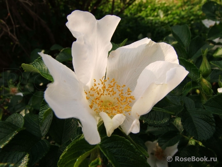 Rosa rugosa f. Alba Rehder