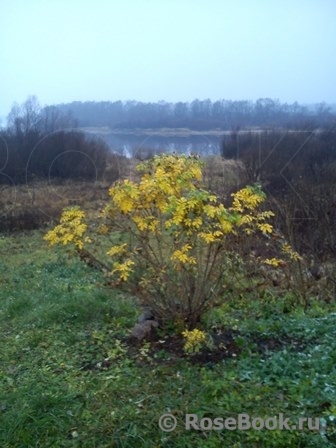 Rosa rugosa f. Alba Rehder