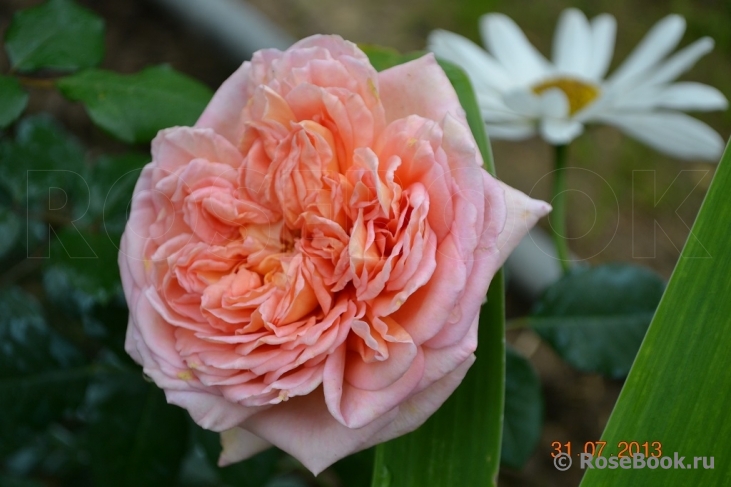 Abraham Darby