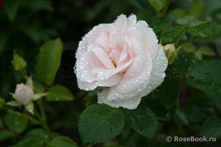 Aspirin Rose