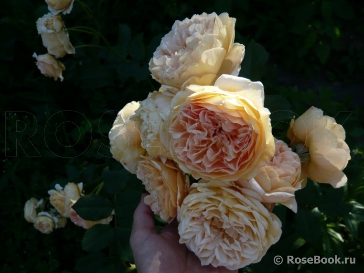 Crown Princess Margareta®