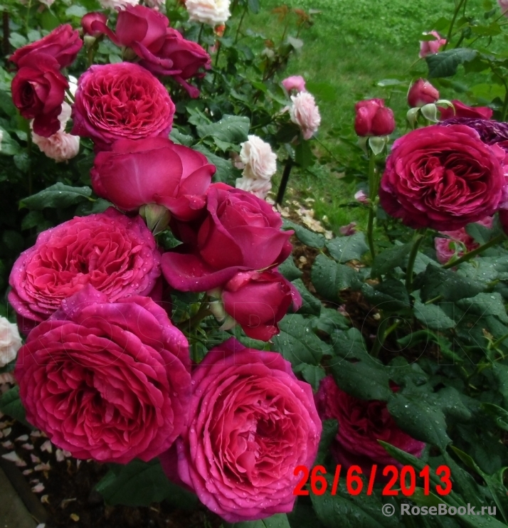 Johann Wolfgang von Goethe Rose®