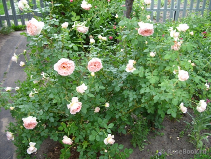 Abraham Darby