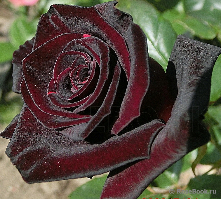 Black Baccara