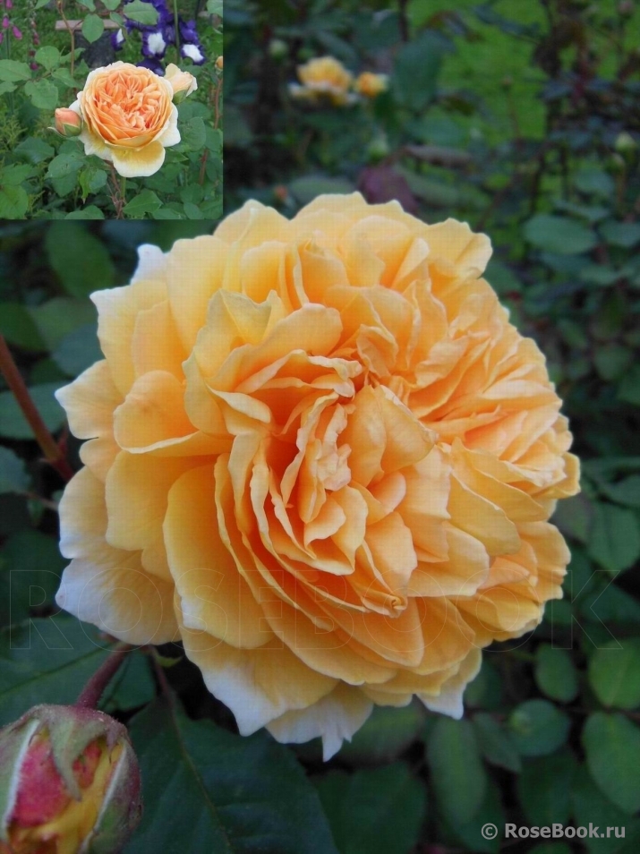 Crown Princess Margareta®