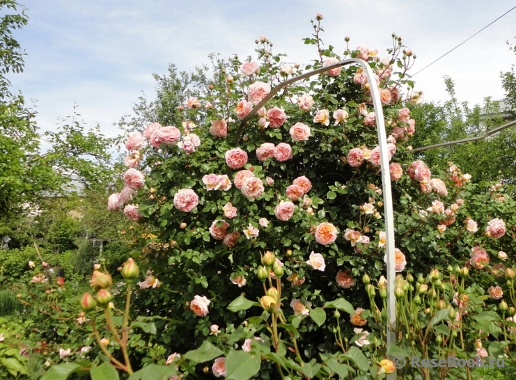 Abraham Darby