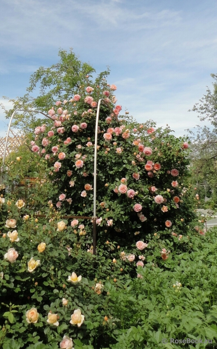 Abraham Darby