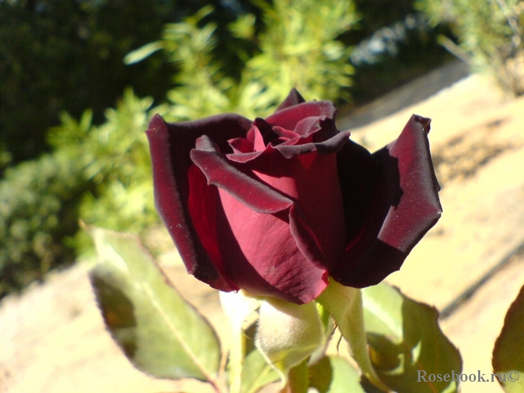 Black Baccara