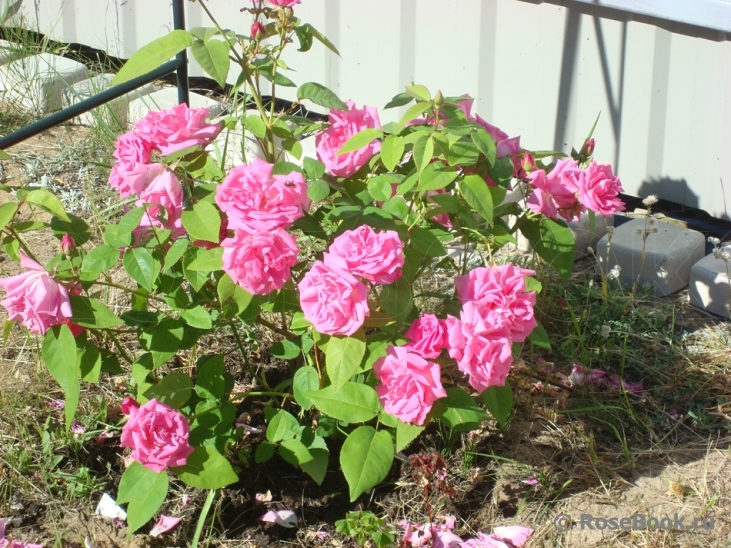 Zephirine Drouhin