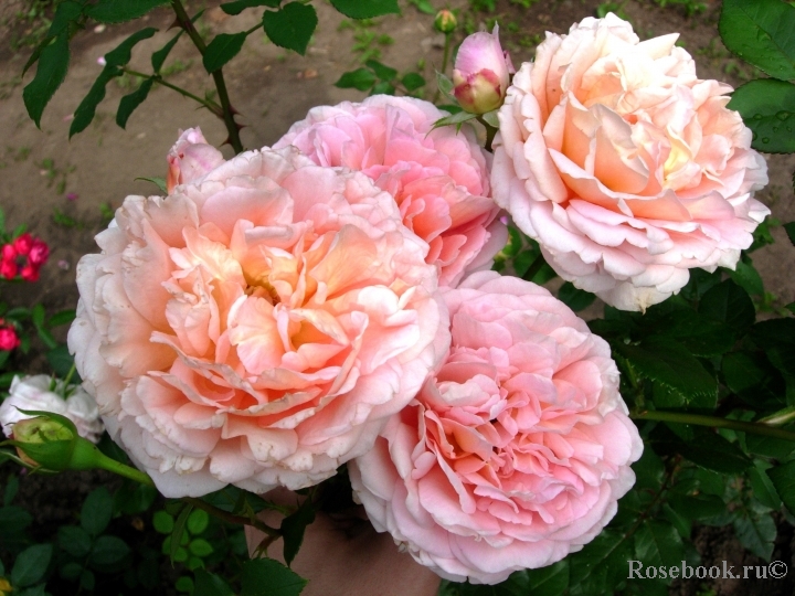 Abraham Darby