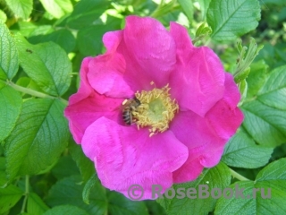 Rosa rugosa rubra