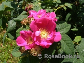 Rosa gallica 'Officinalis'