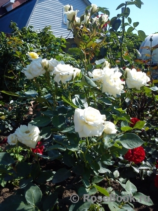 White Bouquet