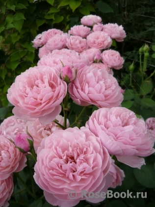 The Alnwick Rose