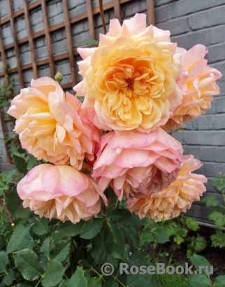 Rose de Gerberoy ®