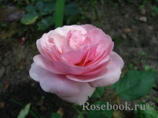 Stefanie´s Rose 