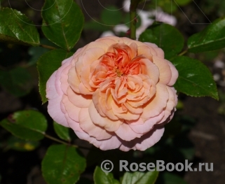 Rose de Cornouaille ®