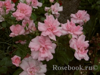 Bordure Rose