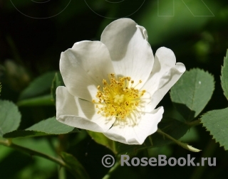 Rosa canina 'Laxa'