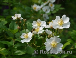 Rosa multiflora