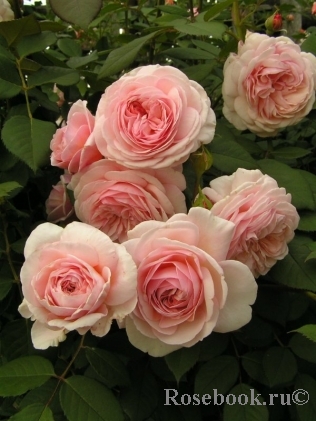 A Shropshire Lad