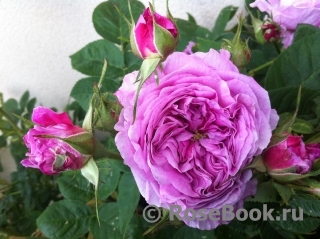 Rose de Montmeillant