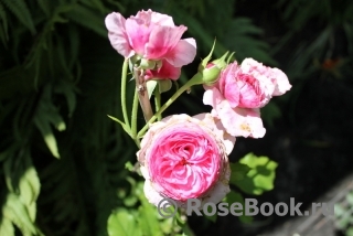 Vitalrose Madame Pompadour