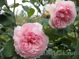 The Wedgwood Rose