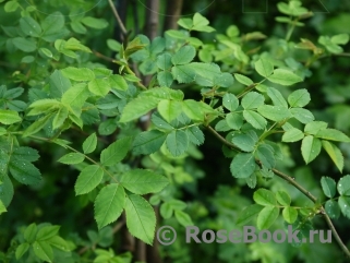 Rosa canina 'Pfanders'