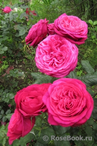 Johann Wolfgang von Goethe Rose®