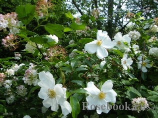 Rosa laevigata 'Cooperi'