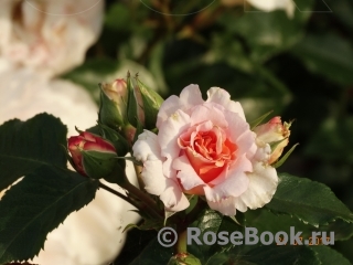 Dr.Hermann Schulze-Delitzsch Rose