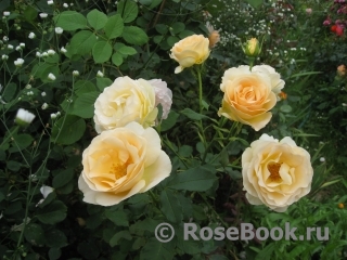 Churchill Rose, The