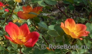 Rosa foetida Bicolor