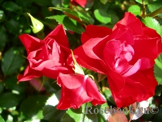 Black Forest Rose ®