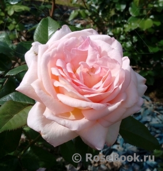 White Fox Rose