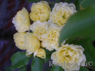 R. banksiae lutea