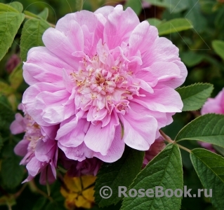 Rosa majalis Plena