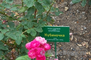 Kubinochka Кубиночка